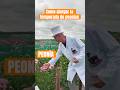 Cómo los Cultivadores Alargan la Temporada de #Peonías