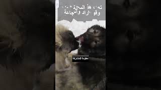 اخطر انواع  الكلاب اذا لم تربى جيدا فعليك الحذر منها الجزء العاشر#الكلاب #shorts #معلومات_عامة #dog