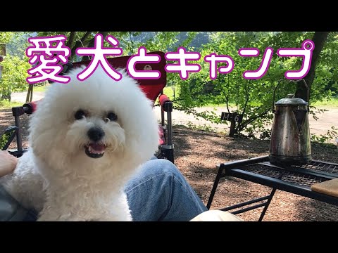 ビションフリーゼと行くキャンプ　犬連れキャンプの1日
