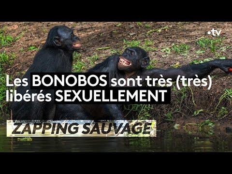 Vidéo: Négligé et battu, ces chiens ressemblaient à des chiffons jusqu'à ce que les sauveteurs changent de vie