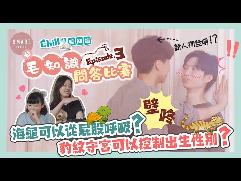 【毛知識問答大賽 EP3】海龜可以從屁股呼吸?豹紋守宮可以控制出生性別|動物冷知識 【毛知識問答大賽 EP3】海龜可以從屁股呼吸?豹紋守宮可以控制出生性別|動物冷知識