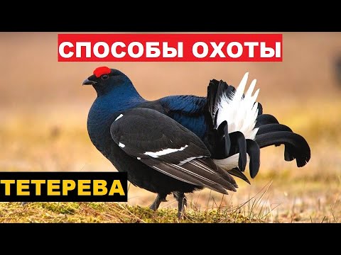 💥ЭФФЕКТИВНЫЕ СПОСОБЫ ОХОТЫ НА ТЕТЕРЕВА!