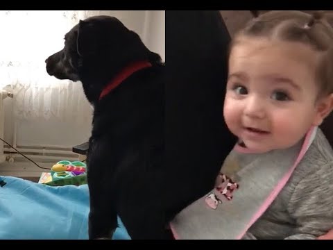 Babasından Azar Yiyen Bebeği Koruyan Sevimli Köpeğin Tepkisi