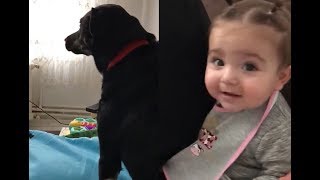 Babasından Azar Yiyen Bebeği Koruyan Sevimli Köpeğin Tepkisi