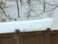 Squirrel making tunnels snow