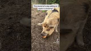 The sound of a pig eating an apple is amazing!