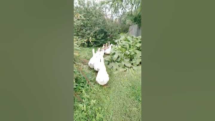 бегут аж пятки сверкают 🤣