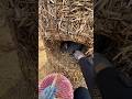 Chicken Business Of People Of Taiwan 🤯 | #shorts
