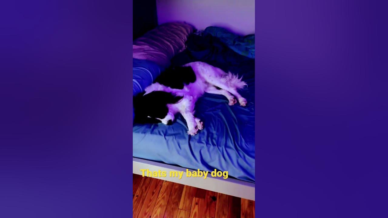 that-s-just-my-baby-dog-youtube