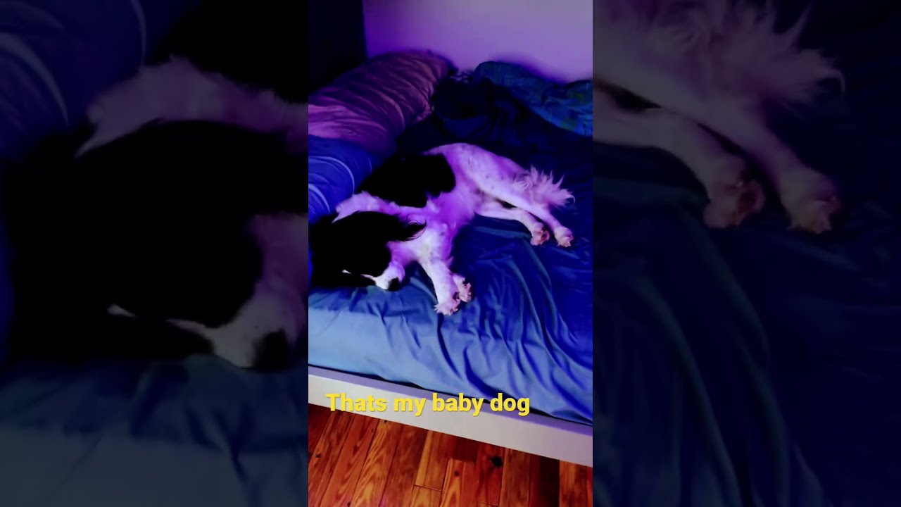 That s Just My Baby Dog YouTube That s Just My Baby Dog YouTube