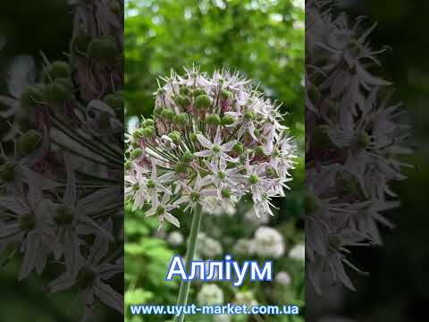 Цибуля декоративна Алліум 5шт/упак світло-рожевий, цибулини, видео 1