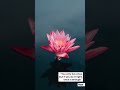 Vertical Quotes | Videobolt.net Slideshows