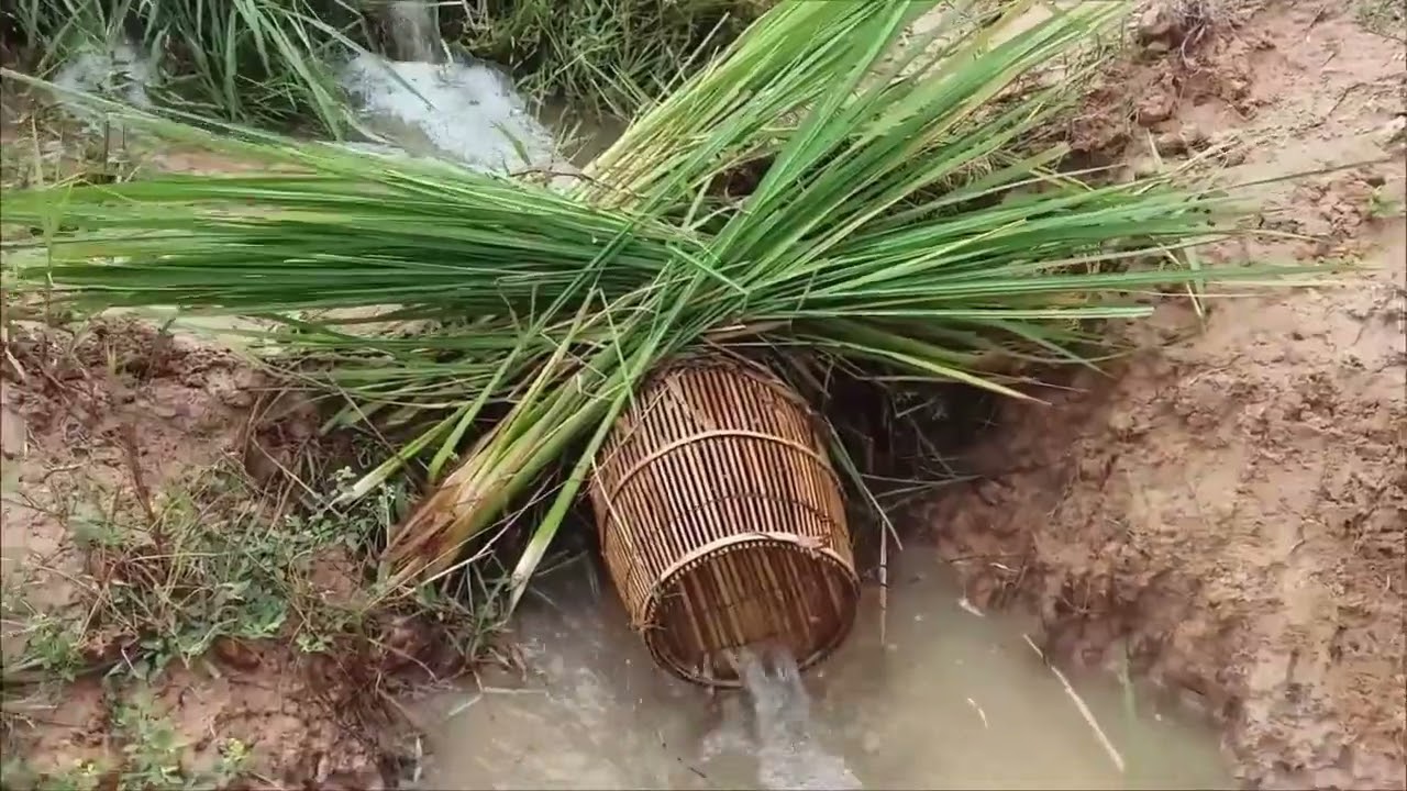 A Fisherman Found and Catch a Lot of Fish From Underground Hole