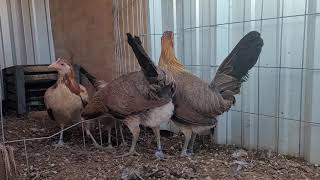 Young Blueface Pullets