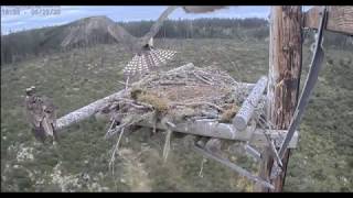 Pud 3 Osprey - Rybołowy - Bielik Amerykański Atakuje I Porywa 3 Pisklaki Na Raz