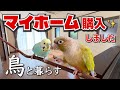 鳥と暮らす家を買いました【築13年中古住宅】|最近のインコたちの様子