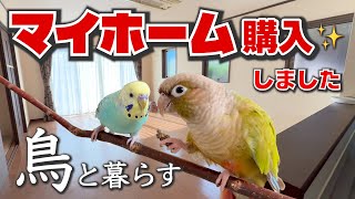鳥と暮らす家を買いました【築13年中古住宅】｜最近のインコたちの様子