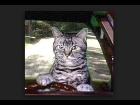 Мем с котами за рулем