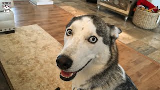 Hard To Say No To That FaceCute & Funny Husky Compilation