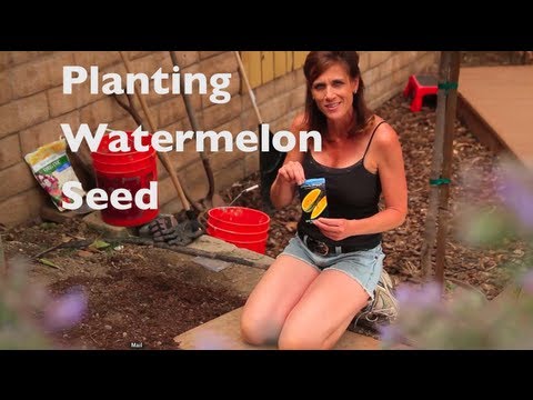 How To Grow Watermelon-E02- Watermelon First Time - How to plant watermelon seeds