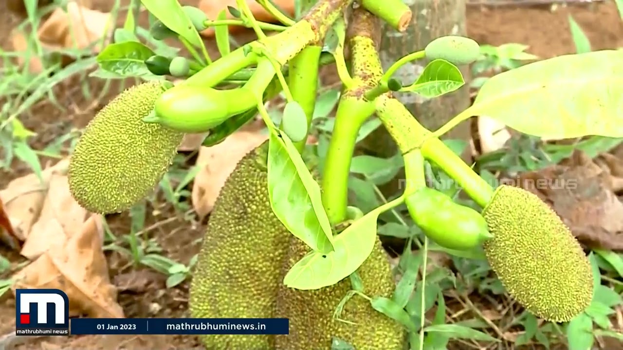 വണ്ടൂർ വാണിയമ്പലത്ത് എപ്പോഴും ചക്ക കാലമാണ് ! | Mathrubhumi News | Krishibhoomi