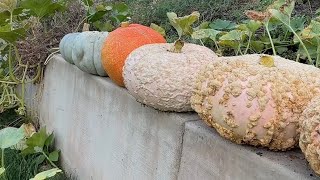 First pumpkin harvest of the season! 