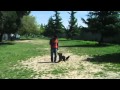 Dog Training in Sacramento Dog Park Dog Training in Sacramento Dog Park