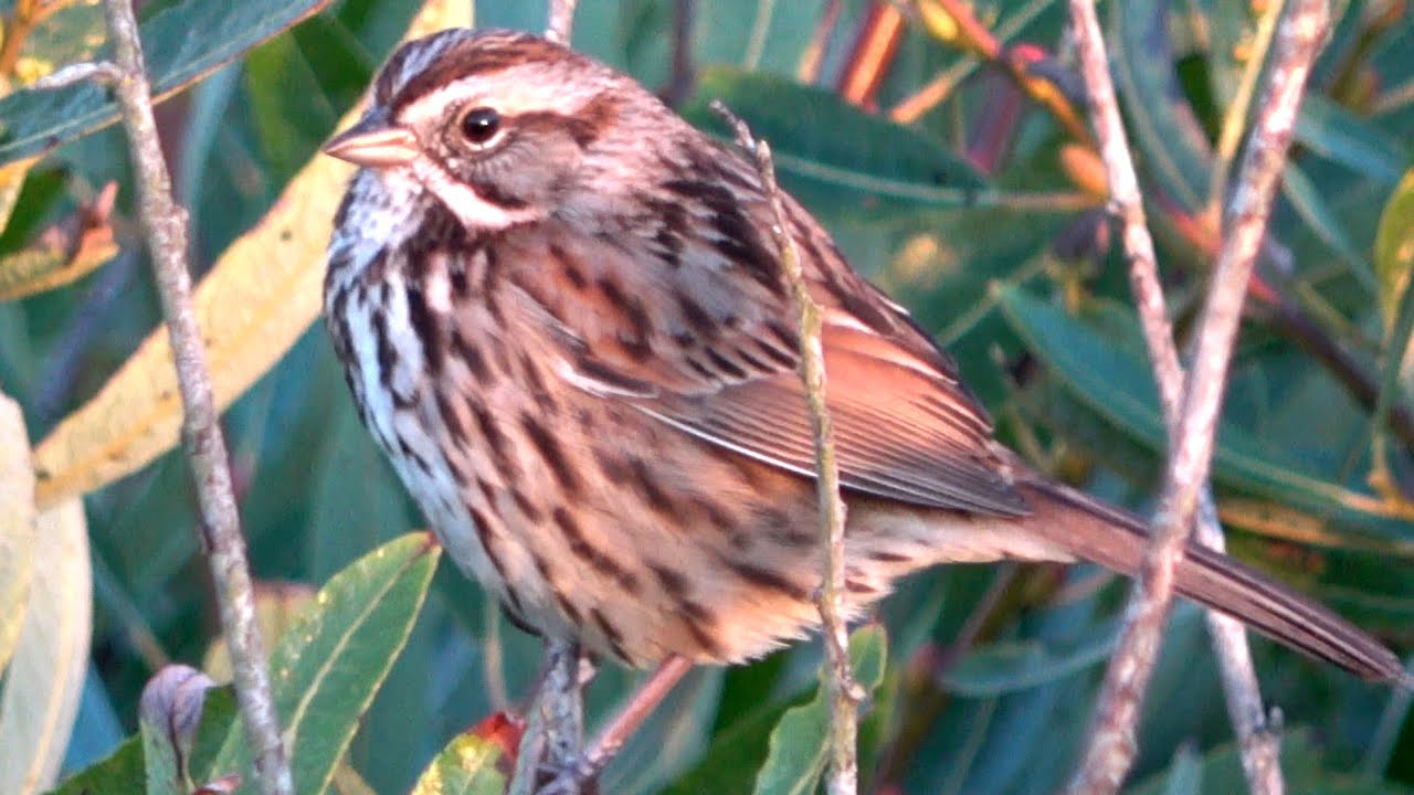Song sparrow chirping at sunset