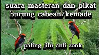 Mp3 Suara pikat burung kemade atau cabean paling ampuh.