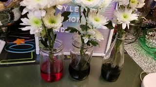 Famous Science Experiment | Toddler science| Carnations colour change Profile