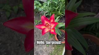 My lilies bloomed! 🤩