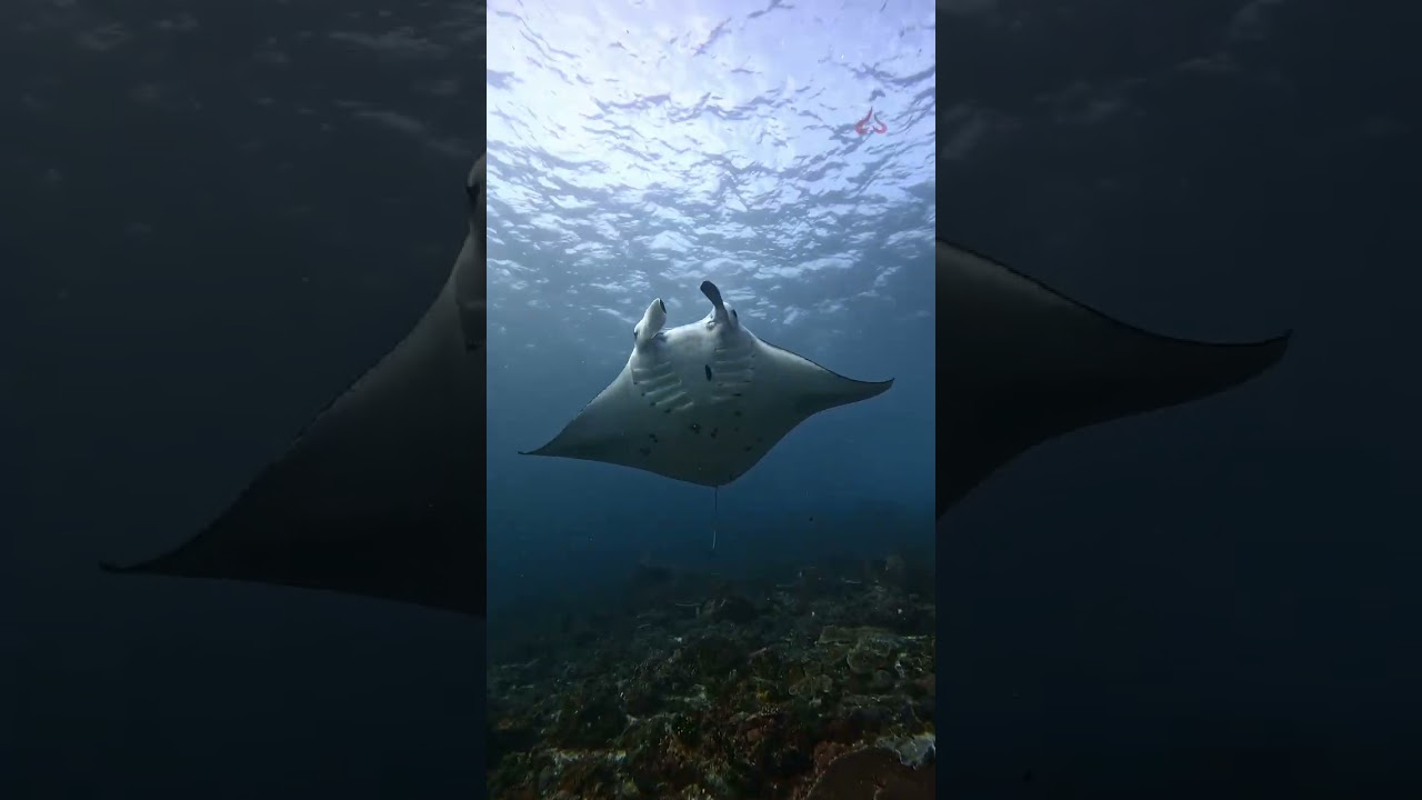 Komodo Season is Almost Here!