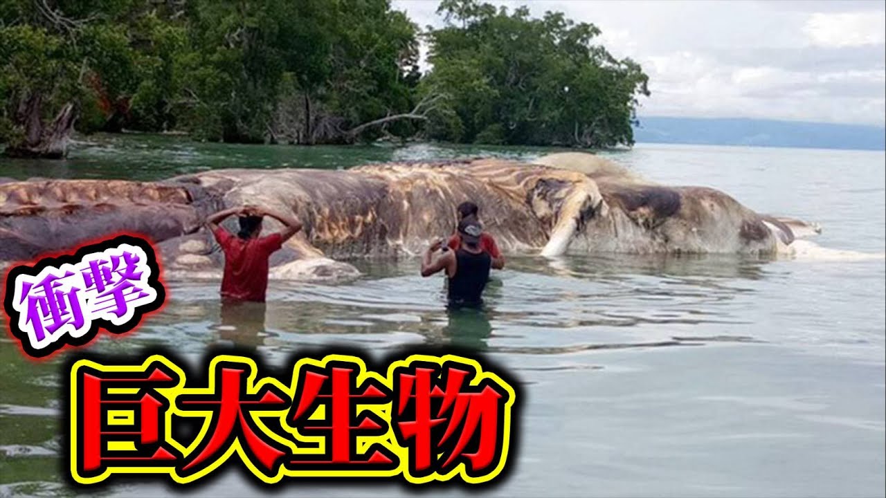 日本ではありえない世界の巨大生物6選がヤバすぎる 都市伝説 なんだこれミステリー 心霊 Youtube
