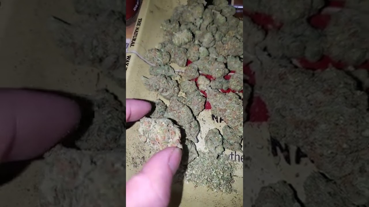 I Love Mango Cannabis 🥭