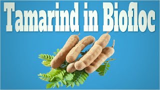 Can We Use  Tamarind in Biofloc Vannamei Shrimp & Fish Farming using Biofloc Technology?