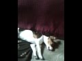 Buster Beagle going nuts in Nov 2010