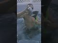 Underwater Beer Bong Almost Drowned Shorts Beer Hottubtime Beerbongs Drowning