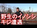 【野生の猪や雉？】福島第一原発近く！双葉町、大熊町の帰還困難区域！国道6号線、東日本大震災から10年Driving around Fukushima 1st Primary in Japan