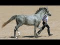 Породы лошадей: ТЕРСКАЯ лошадь /Конная выставка #ИППОсфера 2021