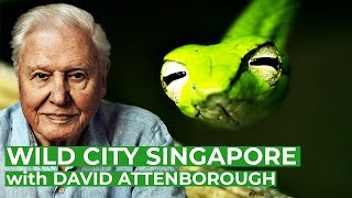 David Attenborough presents: Wild City Singapore | Full Series | Free Documentary Nature