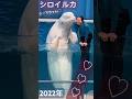 2022年シロイルカのシーマちゃん♡今より少しYoung✨ #aquarium #beluga #beautiful #cute #yokohama #シロイルカ #長生き #水族館 #横浜#シーパラ