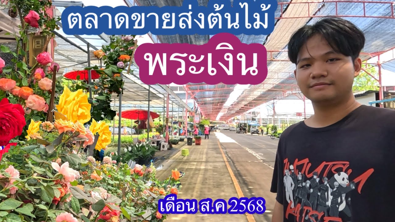 ตลาดขายส่งต้นไม้ใหญ่สุดย่านนี้ พระเงิน อ บางใหญ่ จ นนทบุรี