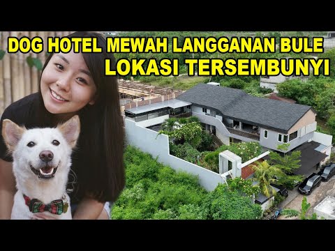 Video: 5 Hotel Hewan Peliharaan Mewah Teratas