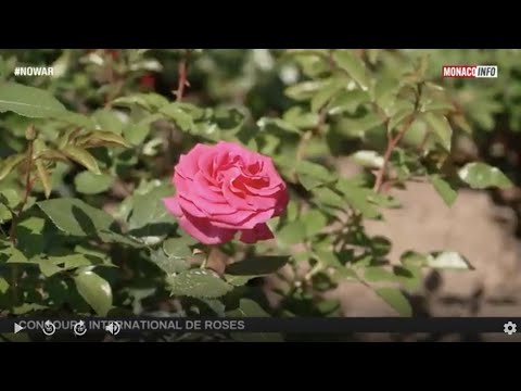 Nature : Concours International de Roses