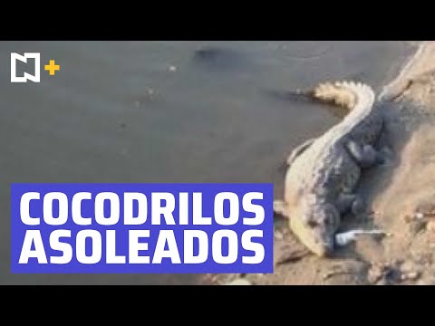 Cocodrilos toman el sol en playas de Coatzacoalcos.