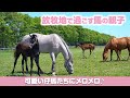 放牧地で過ごす馬の親子 〜可愛い仔馬に癒されます〜