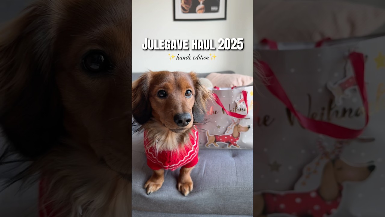 Velkommen til mit årlige julegavehaul🐶🎁 
