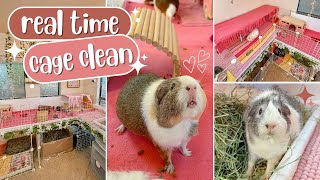RealTime Cage Clean for 5 Guinea Pigs!