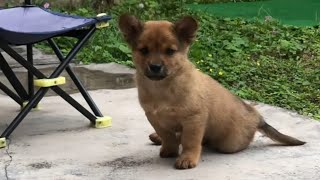 Stray Dog Found with Broken Leg on Street Rescued and Nursed Back to Health, Now Runs Happily