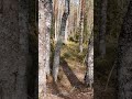 Лес в Лоунатйоки 🪨